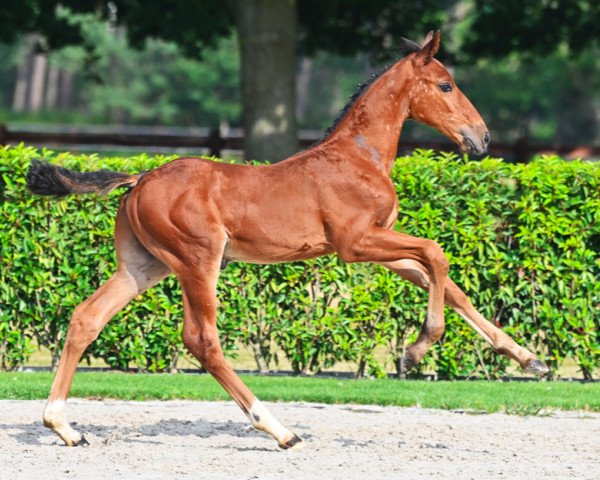 horse Hipster de la Podkova Z (Zangersheide riding horse, 2021, from Hors La Loi II)