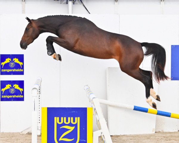 horse Chance Z (Zangersheide riding horse, 2018, from Copycat Z)