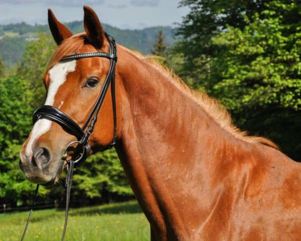 Pferd Fireflame PZW (Österreichisches Warmblut, 2018, von Fire Fly Pzw)