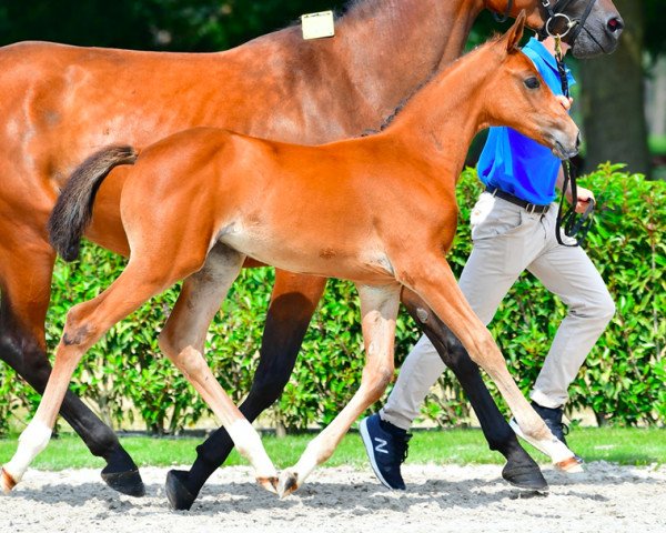 horse Eleonora Z (Zangersheide riding horse, 2021, from Eldorado van de Zeshoek)