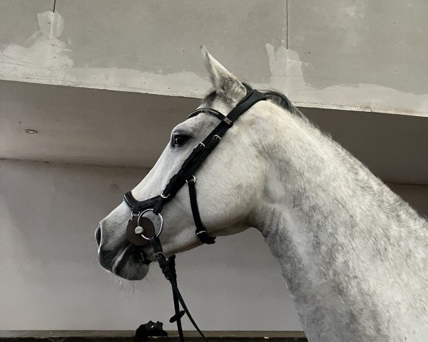 jumper Manila N (Holsteiner, 2019, from Unlimited)
