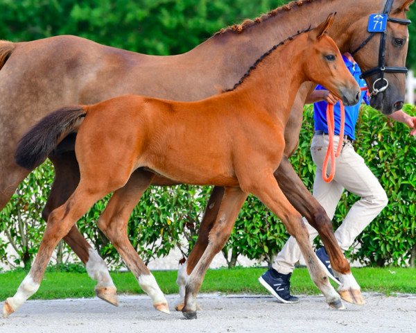 horse Elbouche vh Hellegat Z (Zangersheide riding horse, 2021, from Eldorado van de Zeshoek)