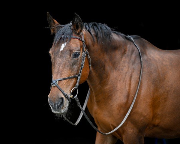Zuchtstute Daiana CH (Schweizer Warmblut, 1998, von Apadol)