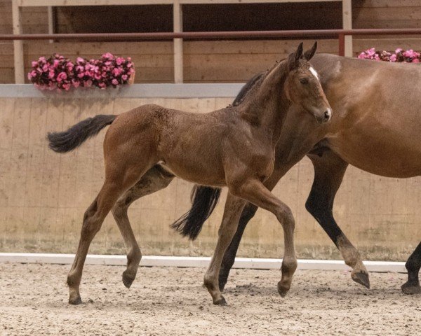 horse Rieke (Holsteiner, 2023, from Update 13)