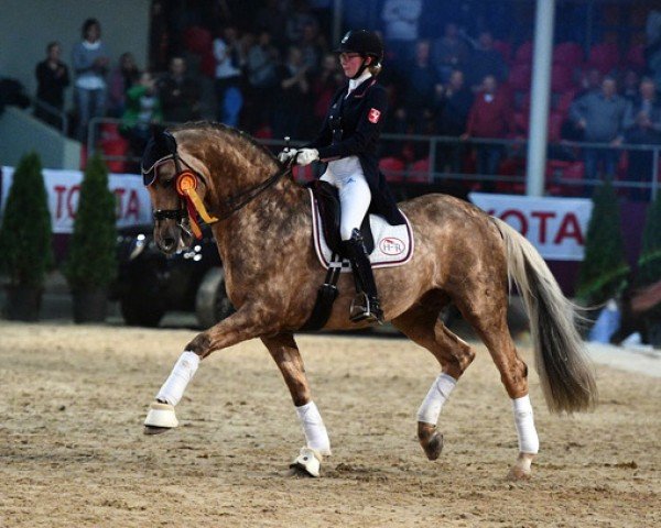 horse Quasi Gold (Westphalian, 2017, from Qaside Md)