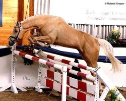 stallion R H F Nugget xx (Thoroughbred, 2014, from R H F Golden Globe xx)