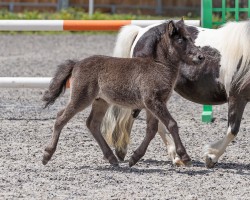 horse RMM Tamika (Shetland Pony, 2024, from Kass v. ' Laantje)