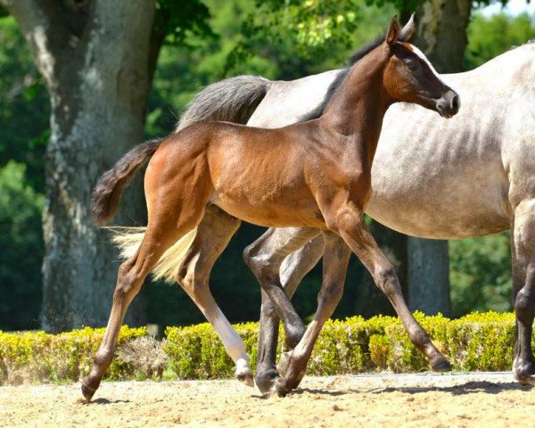 horse Eden Rock de Hus Z (Zangersheide riding horse, 2021, from Emerald van 't Ruytershof) horse Eden Rock de Hus Z (Zangersheide riding horse, 2021, from Emerald van 't Ruytershof)