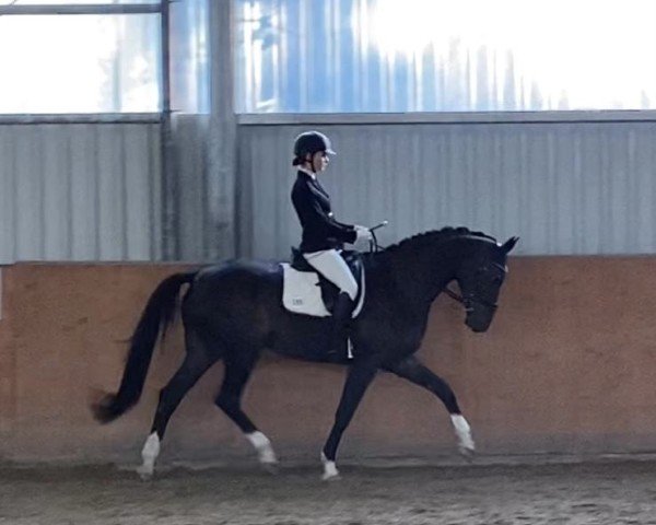 dressage horse Sansibar W (Westphalian, 2012, from Silbermond)