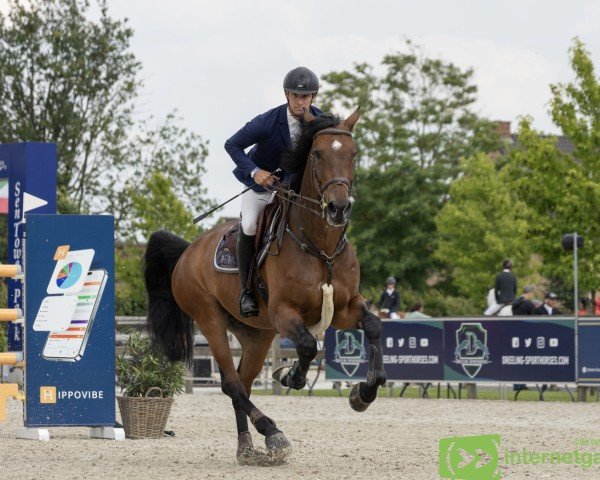 Springpferd Kalesco (Holsteiner, 2015, von Kannan)