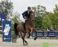 Springpferd Kalesco (Holsteiner, 2015, von Kannan)
