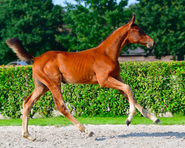 horse CEO van 't Bergske Z (Zangersheide riding horse, 2021, from Chaclot)