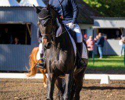 Springpferd Darina 178 (Deutsches Sportpferd, 2015, von Tailormade's Diarado's Boy 256 FIN)