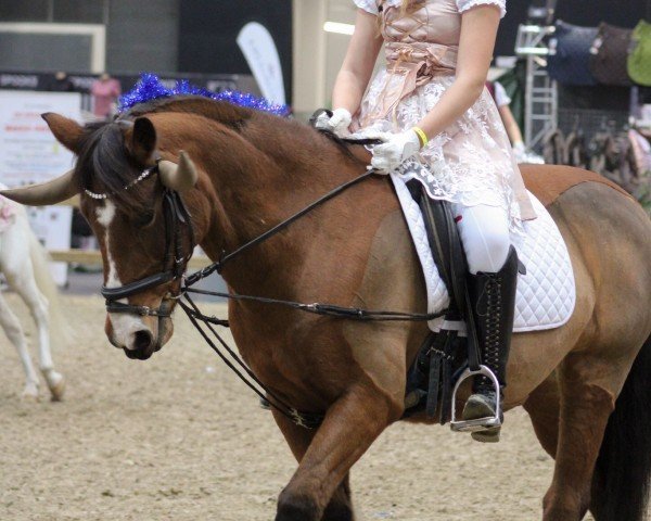 Springpferd Lady Anne 12 (KWPN (Niederländisches Warmblut), 2006) Springpferd Lady Anne 12 (KWPN (Niederländisches Warmblut), 2006)