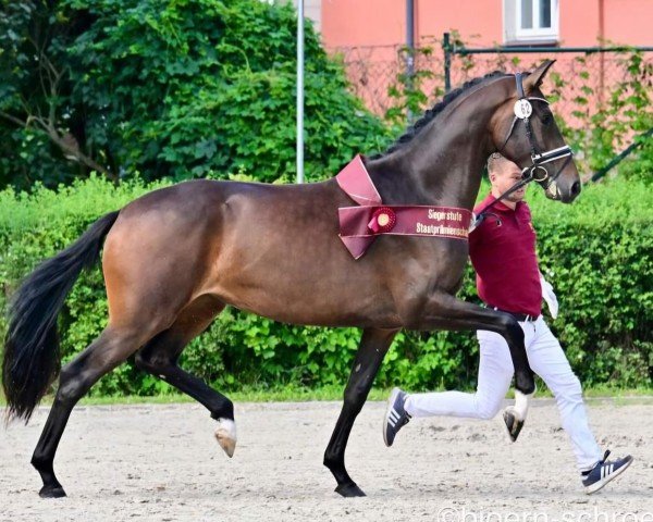 dressage horse Very-Nice (German Sport Horse, 2021, from Vitalis)