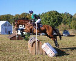 jumper Sofka (Polish Warmblood, 2013, from Ormuz xx)