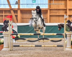 Springpferd Luckpenny (Irish Sport Horse, 2013, von Beach Ball)