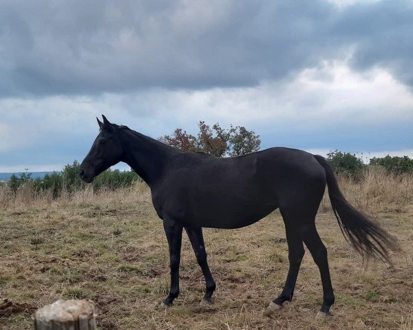 broodmare Miss Fantasy xx (Thoroughbred, 2015, from Flamingo Fantasy xx)