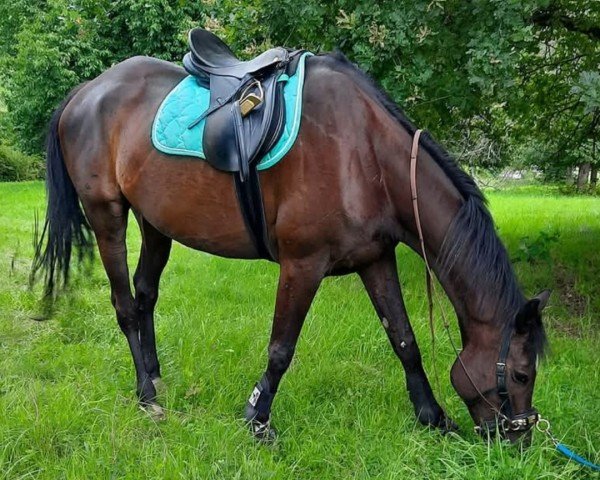 horse Clonmines Castles xx (Thoroughbred, 2015, from Scorpion xx)