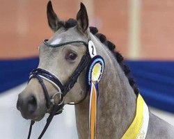 Deckhengst Bailador PP (Deutsches Reitpony, 2022, von Reitland's Bon Coeur B)