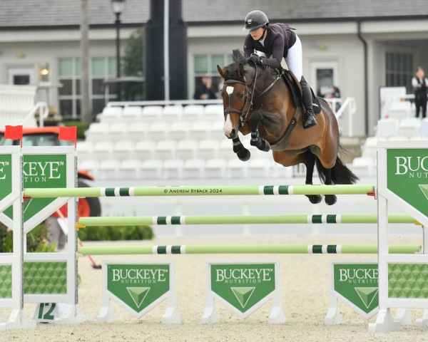 horse Crislin van den Bosrand (Zangersheide riding horse, 2017, from Carambole)