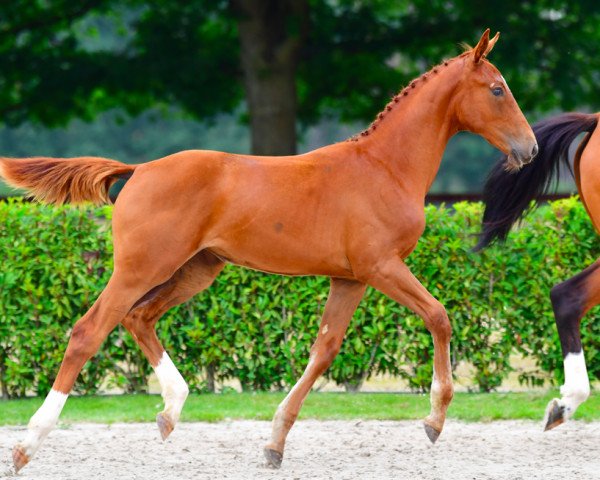 horse Earthquake EDC Z (Zangersheide riding horse, 2021, from Emerald van 't Ruytershof)