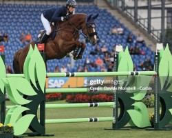 jumper Diva van het Cauterhof Z (Zangersheide riding horse, 2014, from Dieu-Merci van T&L)