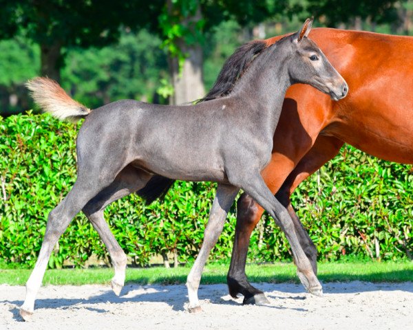 horse Milky Way AEG Z (Zangersheide riding horse, 2021, from Mylord Carthago)