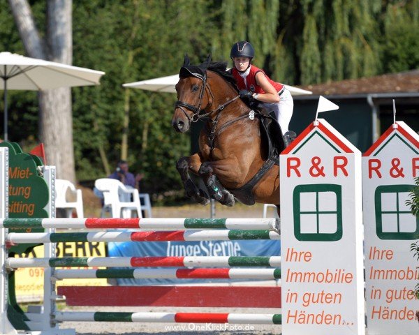 jumper Call me Conrad (Oldenburg show jumper, 2013, from Conen)