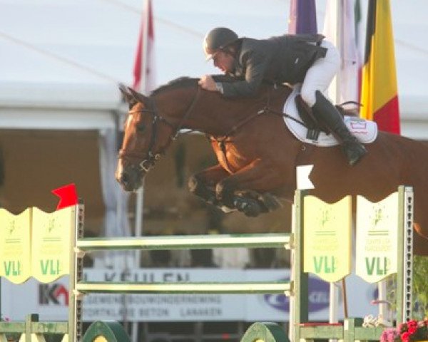 broodmare Aagaardens Elina (Danish Warmblood, 2002, from Concorde)