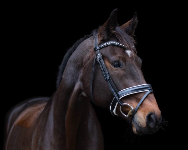 Springpferd Dantino 23 (Hannoveraner, 2015, von Dante Weltino Old)