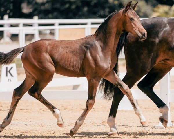 horse For Secret (Austrian Warmblood, 2024, from For Romance I)