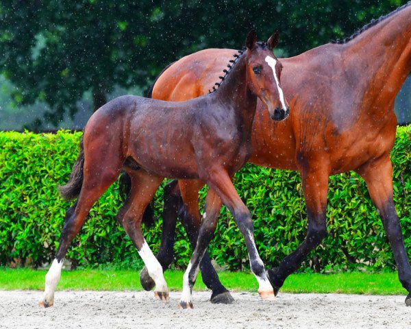 horse Hamlet Butterfly Z (Zangersheide riding horse, 2021, from VDL Harley)