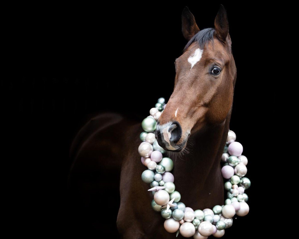 dressage horse Dmax MK (Westphalian, 2018, from Dankeschön)
