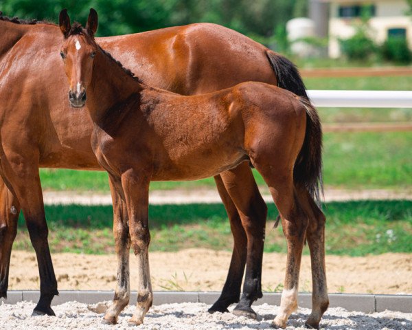 horse Call of Duty SA Z (Zangersheide riding horse, 2021, from Chacco-Blue) horse Call of Duty SA Z (Zangersheide riding horse, 2021, from Chacco-Blue)