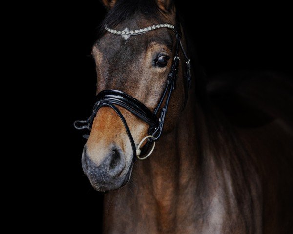 dressage horse Check me out 6 (Oldenburg, 2013, from Check In 2)