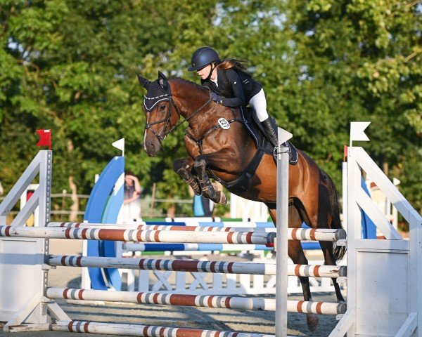 jumper Petite Chérie (Hanoverian, 2019, from Perigerio)