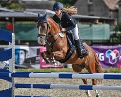 jumper Merle 150 (German Riding Pony, 2011, from Krazy King)