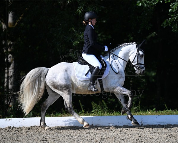 Dressurpferd Green Heart Reamon (Connemara-Pony, 2014, von Green Heart Rian)