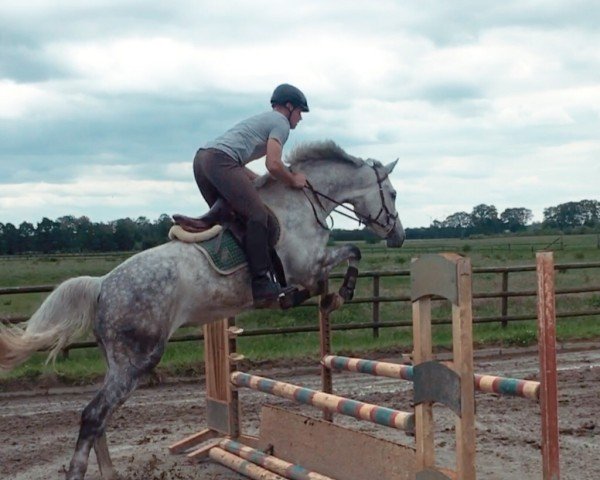 broodmare Fleur Lu (Holsteiner, 2013, from Contendro I)