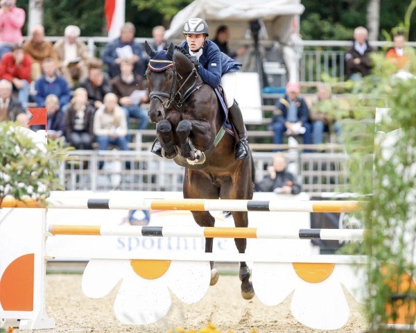 horse Cadoro (Hanoverian, 2002, from Stakkato)