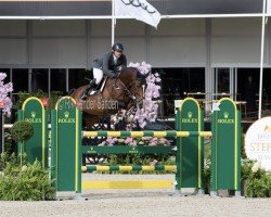 Springpferd Classified Sr (Holsteiner, 2014, von Casall Ask)