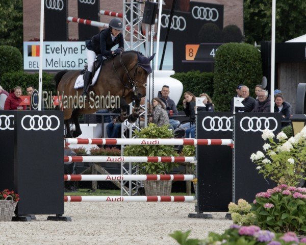 jumper Meluso PS (Oldenburg show jumper, 2013, from Messenger)