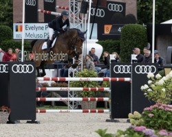 jumper Meluso PS (Oldenburg show jumper, 2013, from Messenger)
