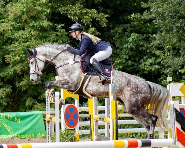 broodmare Ginella 40 (Holsteiner, 2014, from Crumble)