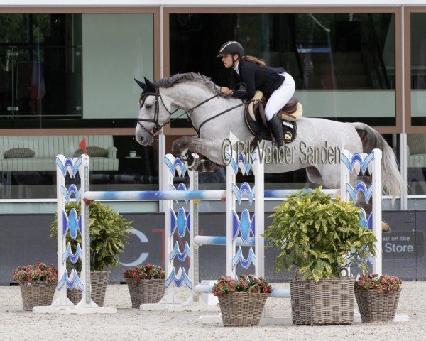 jumper Unreachable Z (Zangersheide riding horse, 2011, from Untouchable)
