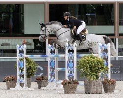 jumper Unreachable Z (Zangersheide riding horse, 2011, from Untouchable)