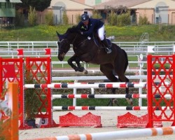 broodmare Thylane de Vernay (Selle Français, 2007, from Diamant de Semilly)