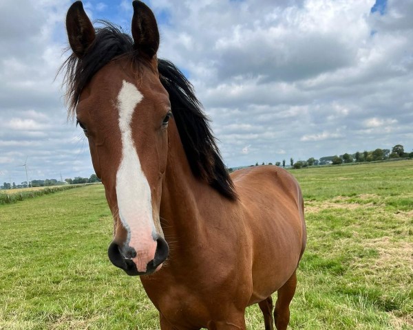 Pferd El Comandante (Deutsches Sportpferd, 2023, von Elvis Ter Putte)