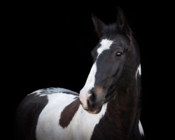 dressage horse Sommersinfonie (German Warmblood, 2006, from Semper)